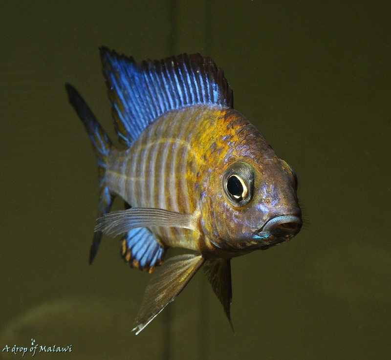 Aulonocara ethelwynnae